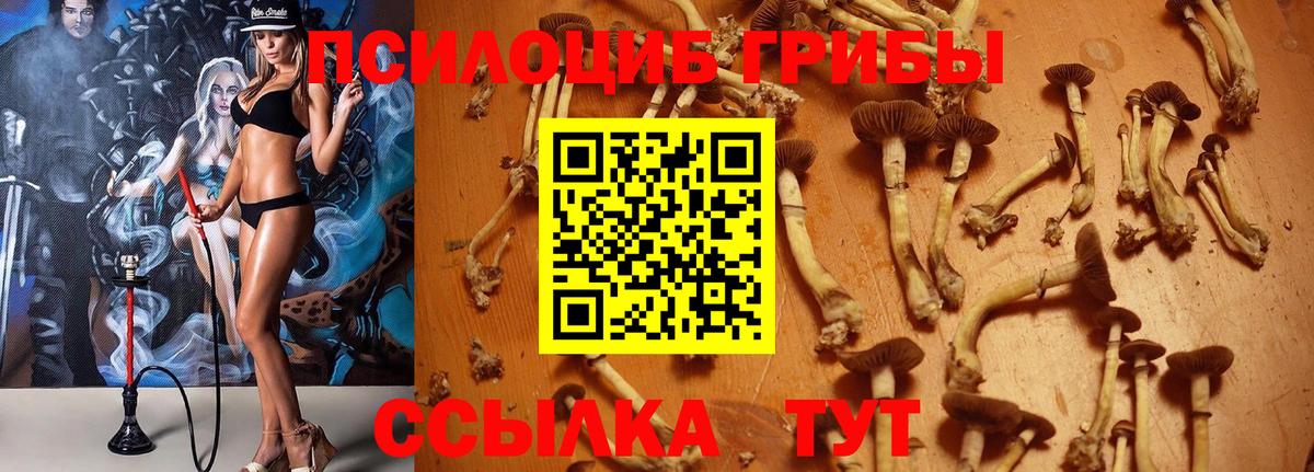 Галлюциногенные грибы мицелий Каспийск
